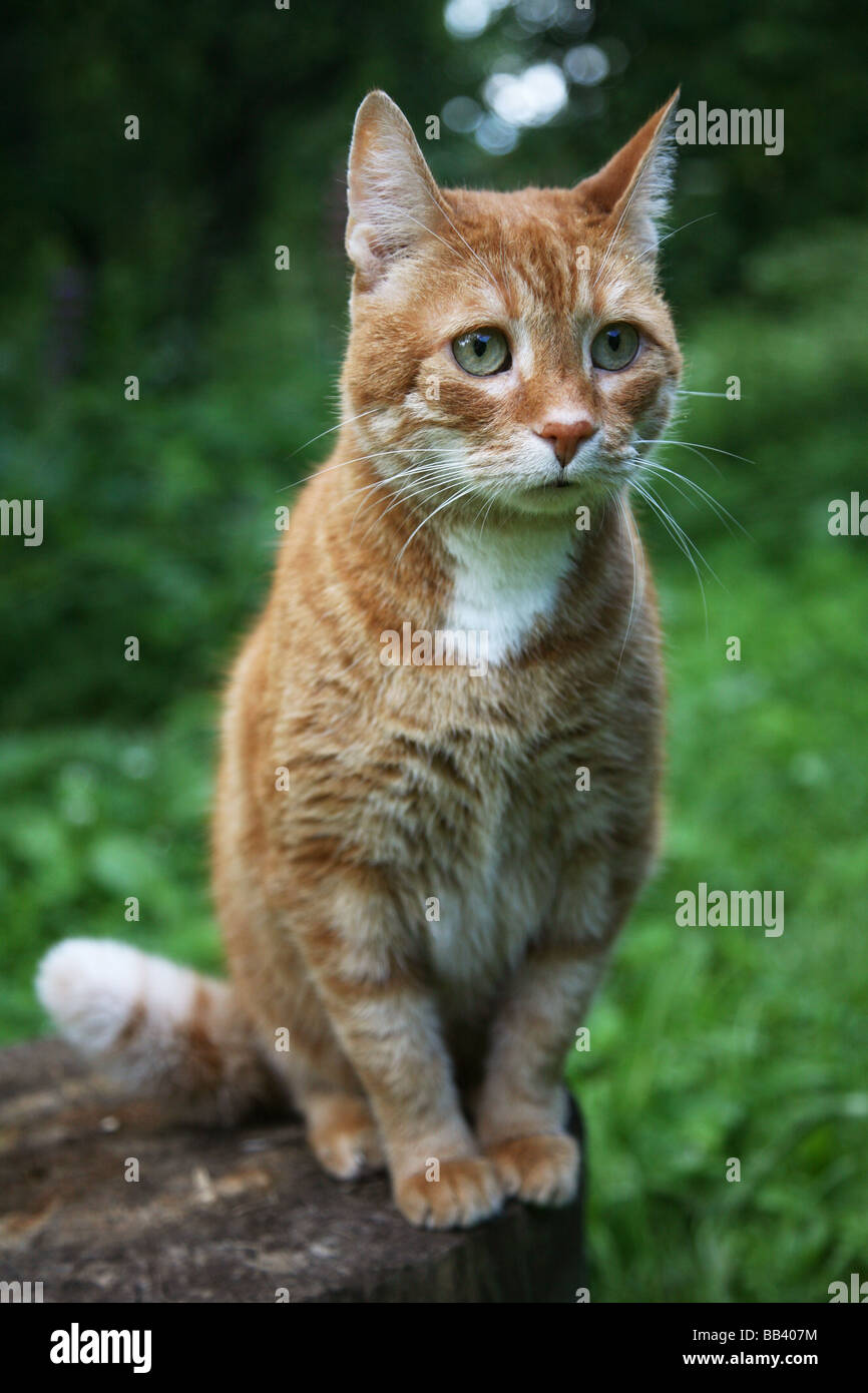 red cat in a garden Stock Photo - Alamy