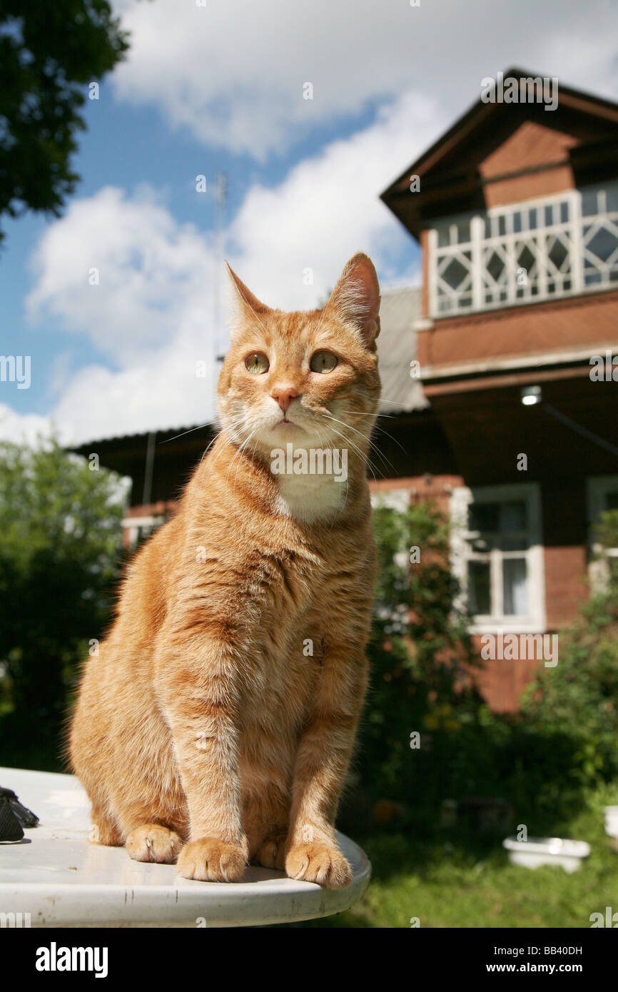 red cat in a garden Stock Photo - Alamy