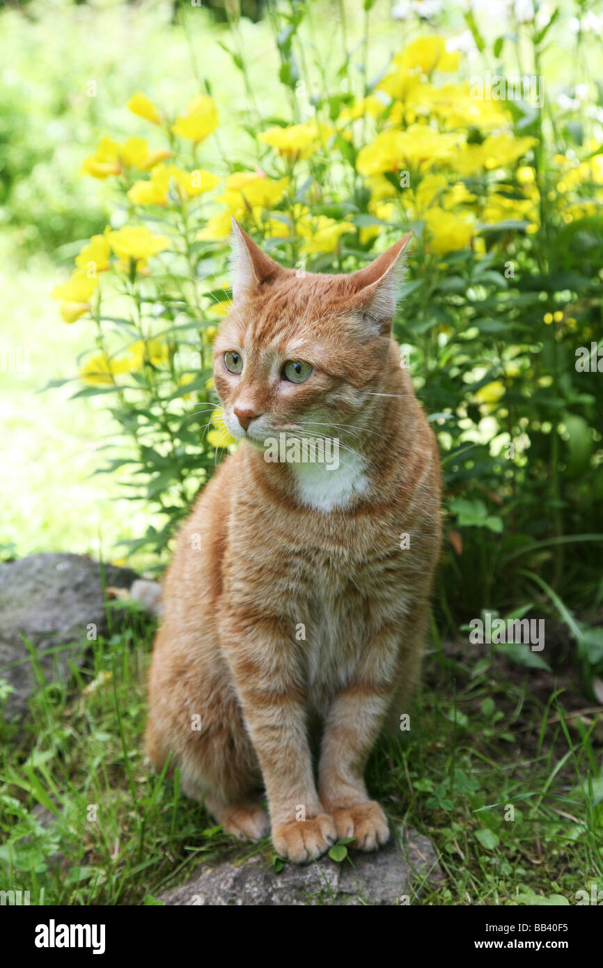 red cat in a garden. Stock Photo
