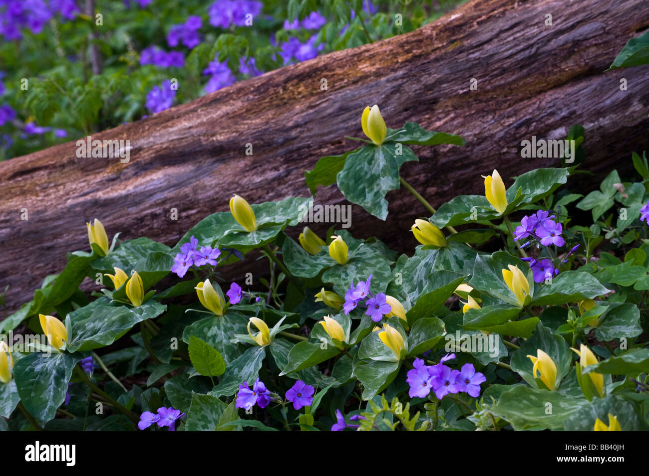 USA, North Carolina, Great Smoky Mountains National Park. Yellow trillium and purple phlox,old log,forest Stock Photo
