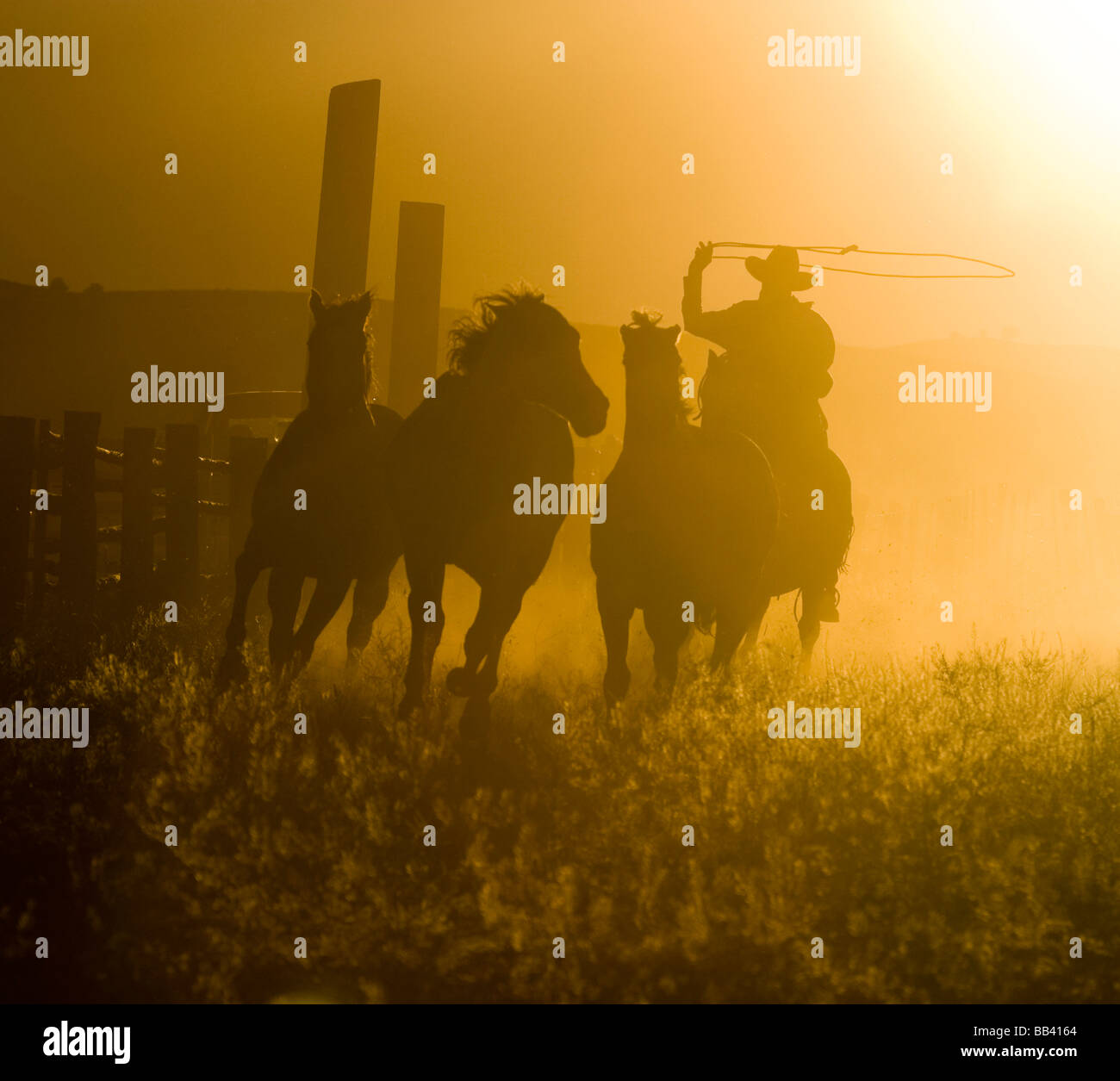 USA, Oregon, Seneca, Ponderosa Ranch. Silhouette of a wrangler roping ...