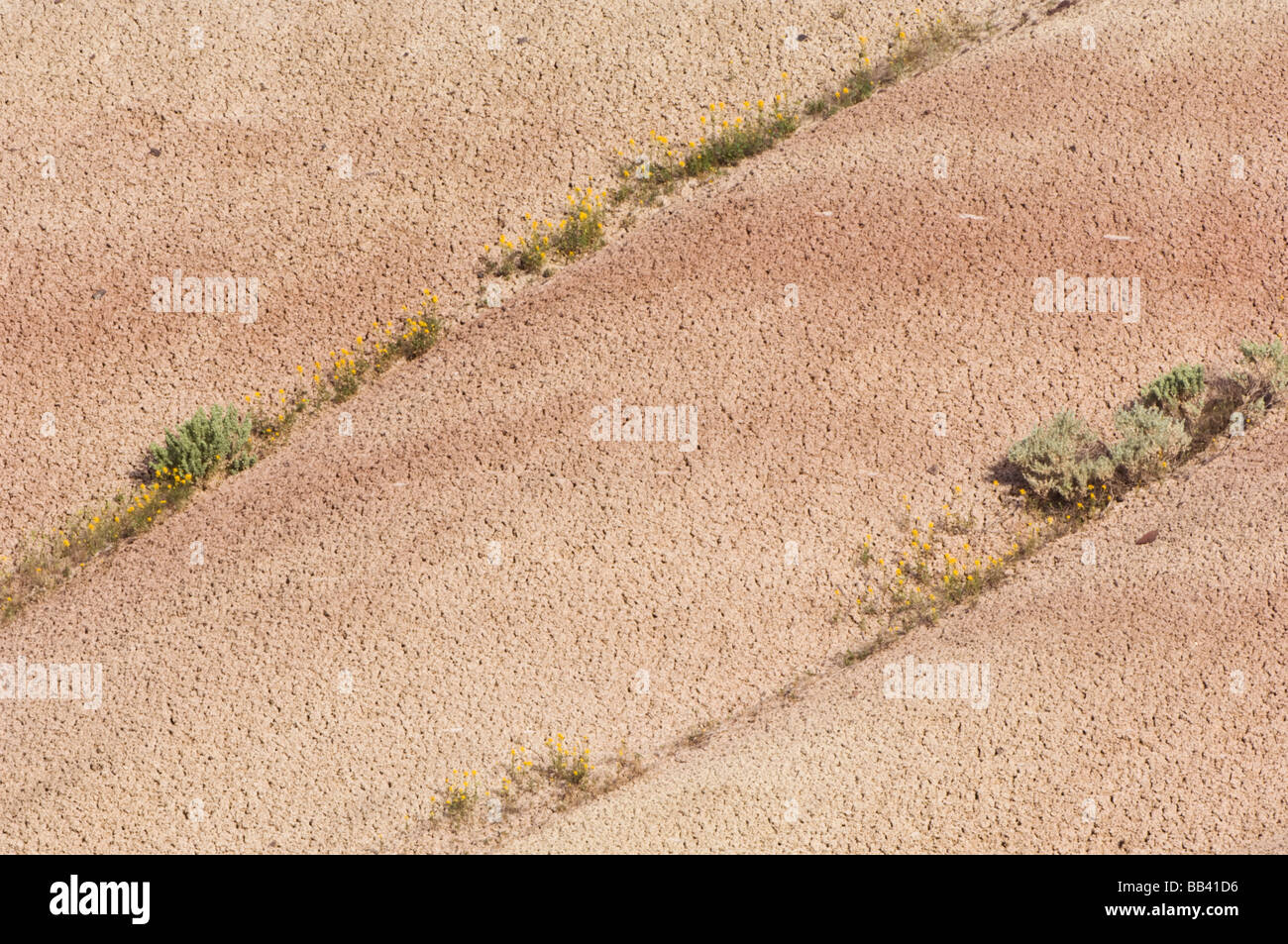 USA, OR, John Day NM, Wild Chaenactis Blooming on the Painted Hills Stock Photo