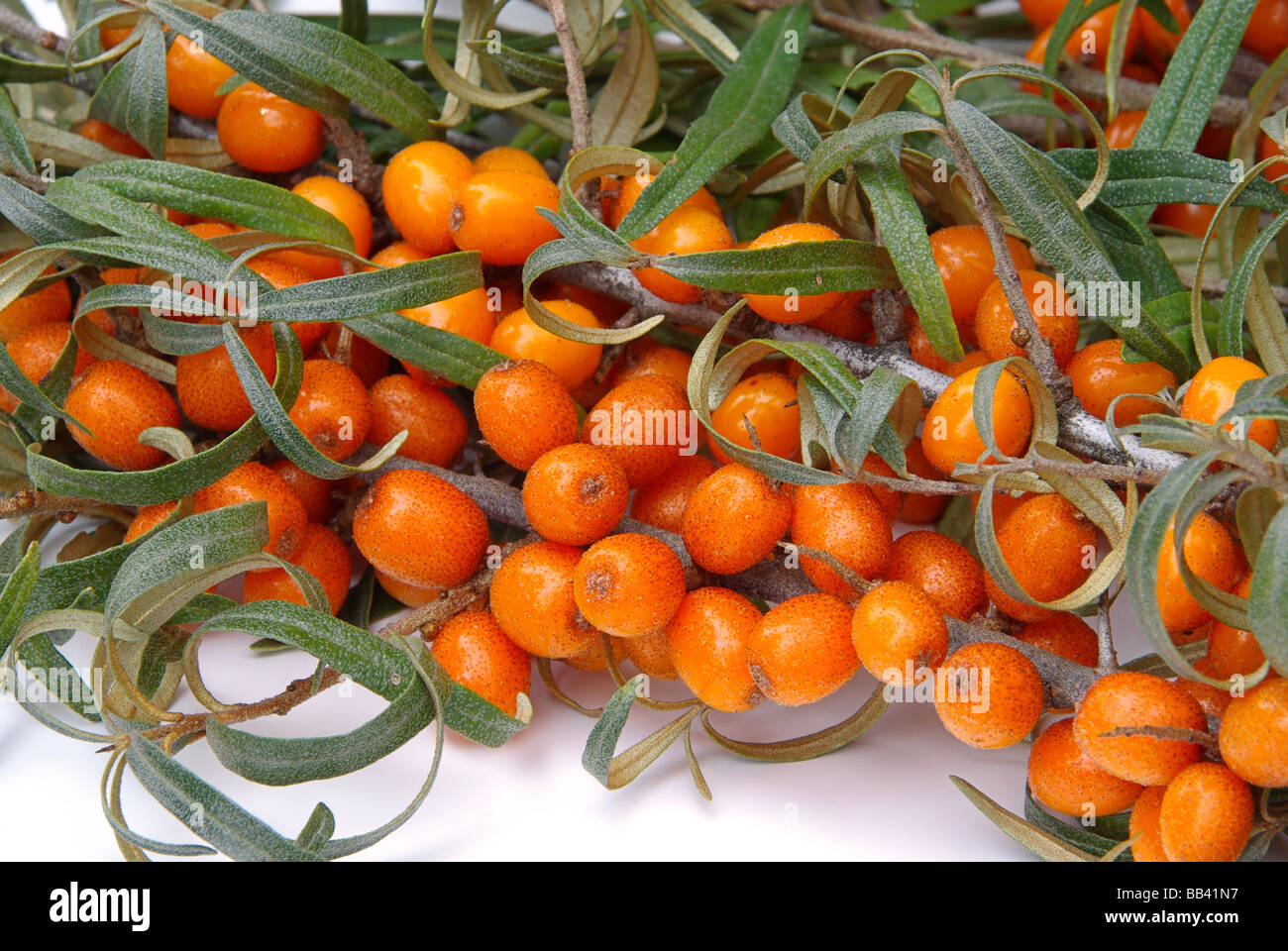 Sanddorn sallow thorn 09 Stock Photo