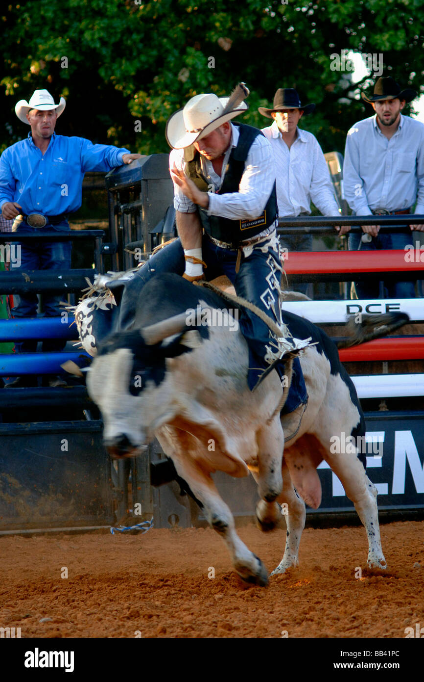 Rodeo bull rider performance at the Texas State Fair rodeo arena/Dallas
