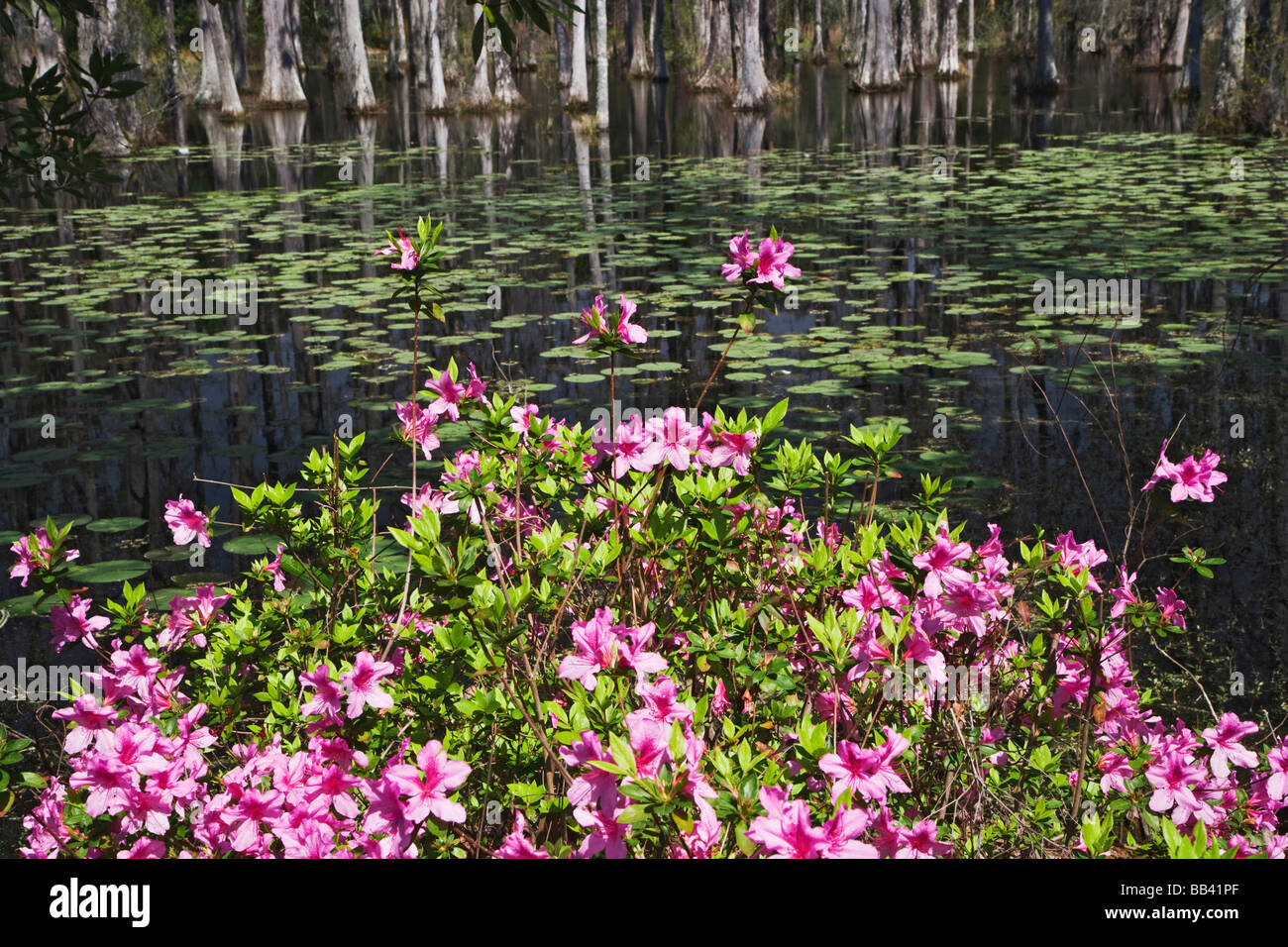USA, South Carolina, Cypress Gardens. Blooming azaleas and cypress
