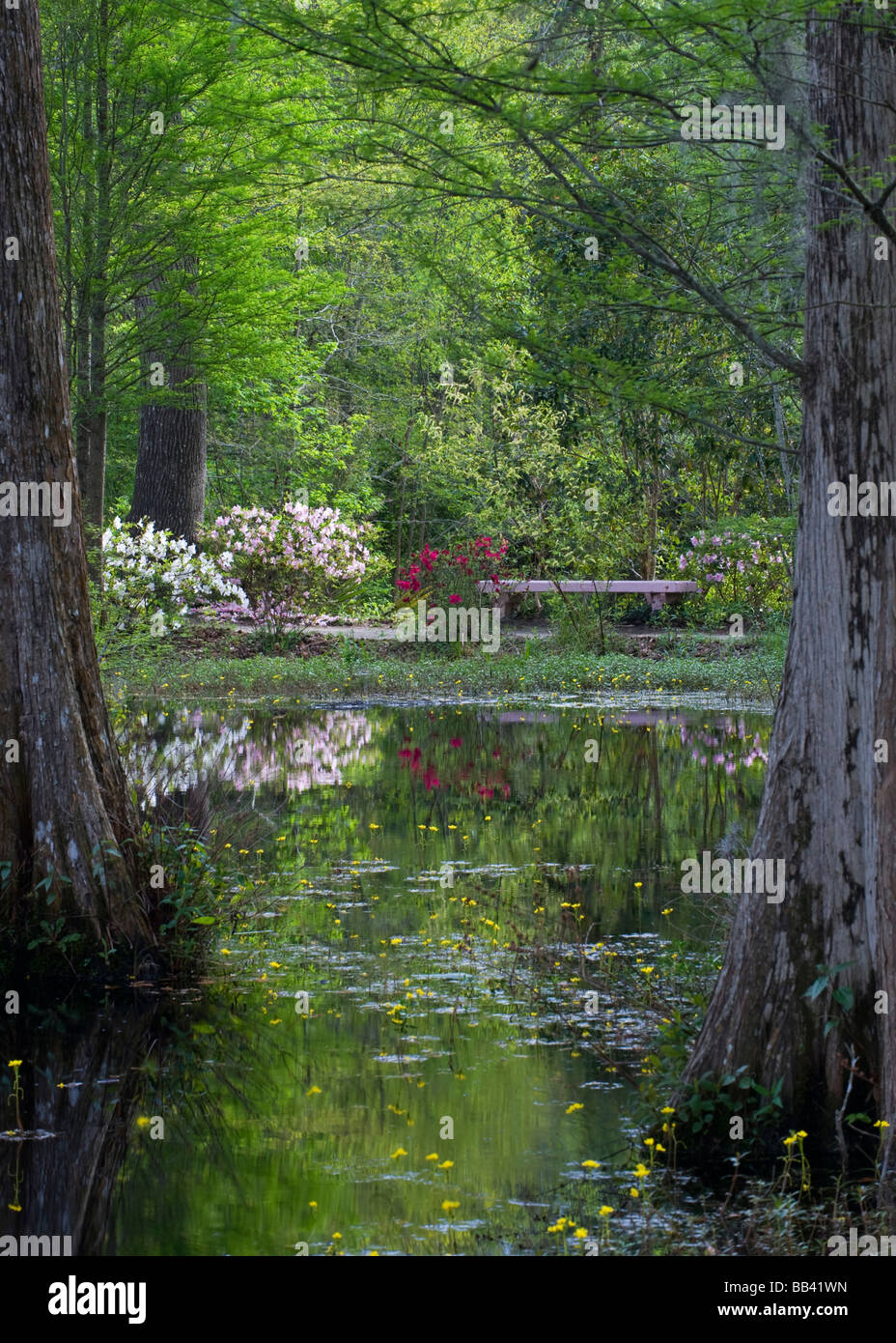 South carolina cypress tree hires stock photography and images Alamy