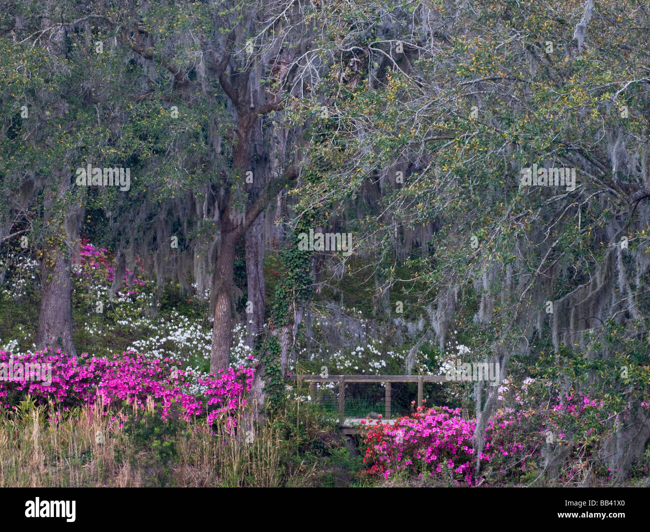 USA, South Carolina. Blooming azaleas on Middleton Plantation Stock