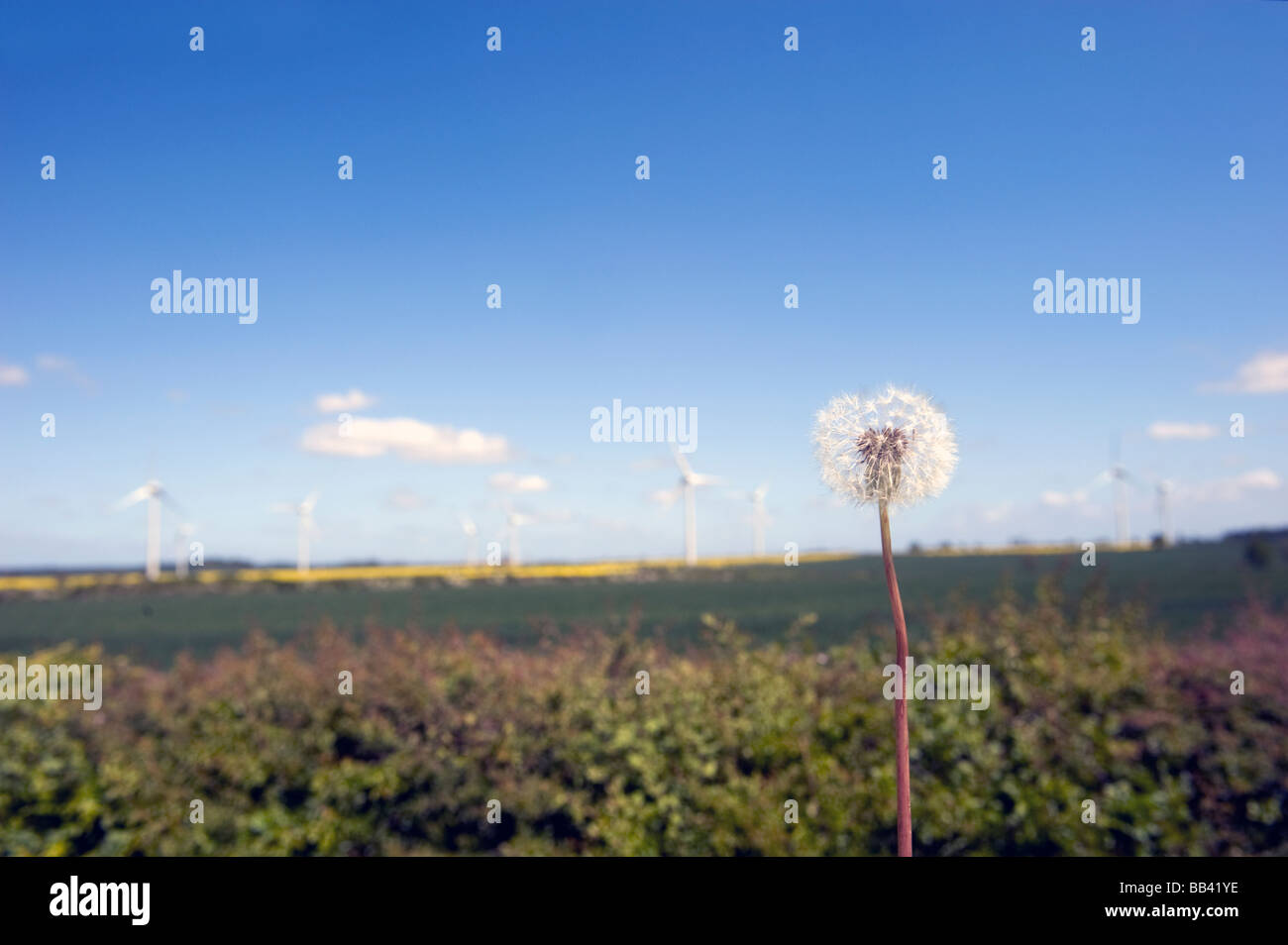 Wind turbines on a clear blue day Stock Photo