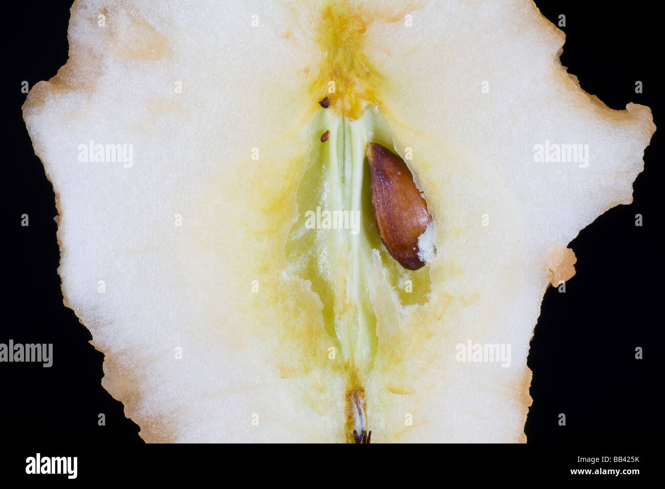 Apple core with single seed or pip Stock Photo
