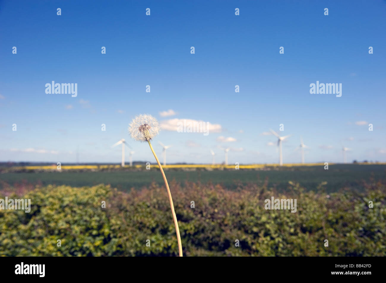 Wind turbines on a clear blue day Stock Photo