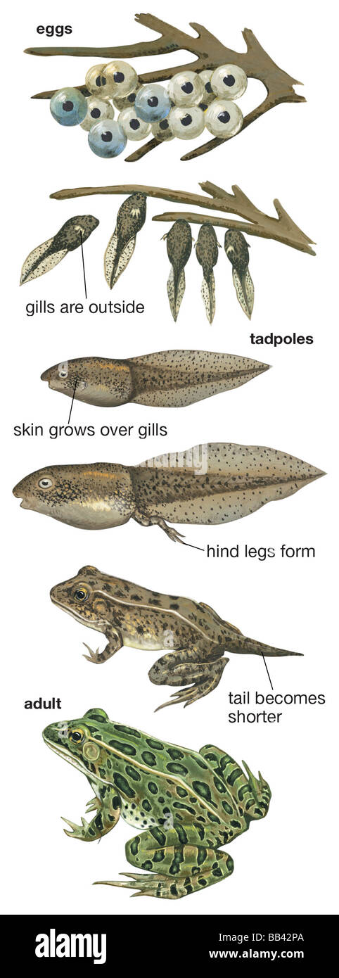 Metamorphosis of leopard frog from egg, to tadpole, to adult Stock Photo