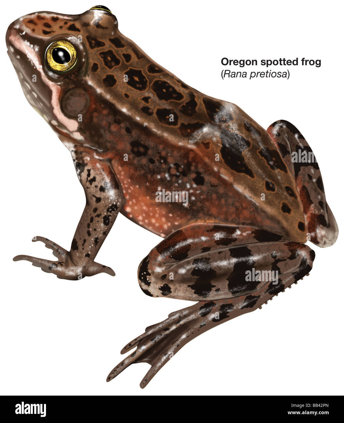 Oregon spotted frog (Rana pretiosa) Stock Photo