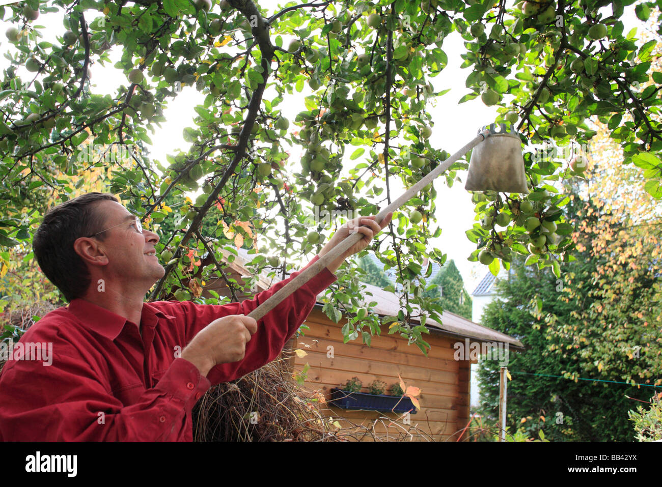 Man harvesting apples Stock Photo