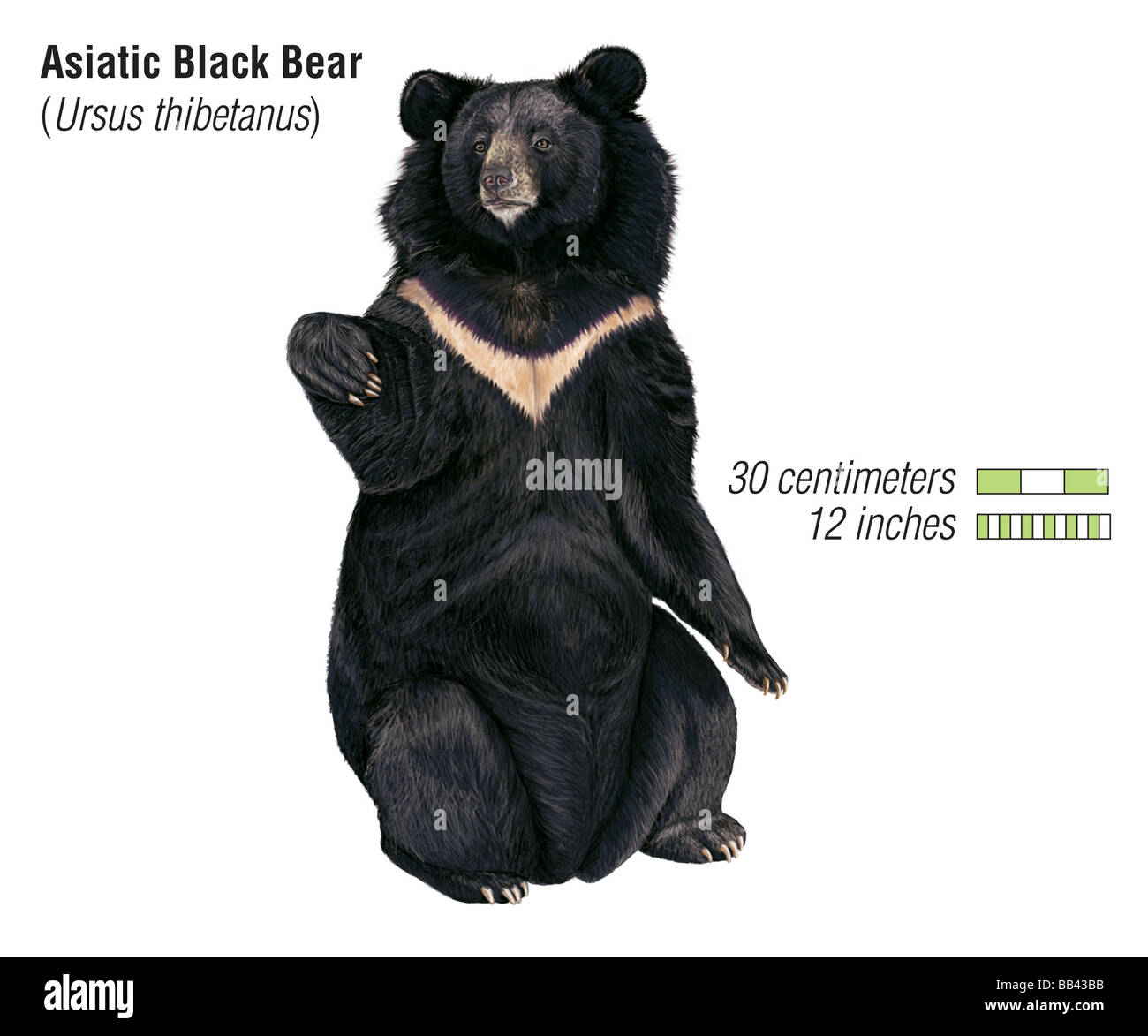 Asiatic black bear (Ursus thibetanus) Stock Photo