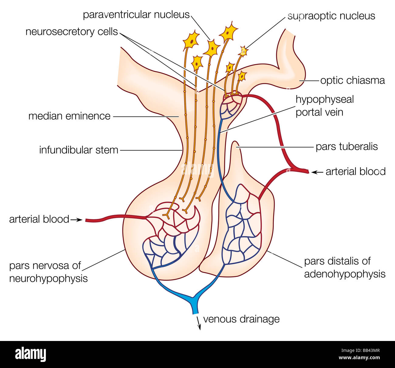 The mammalian pituitary gland, showing the anterior lobe (adenohypophysis) and posterior lobe (neurohypophysis). Stock Photo