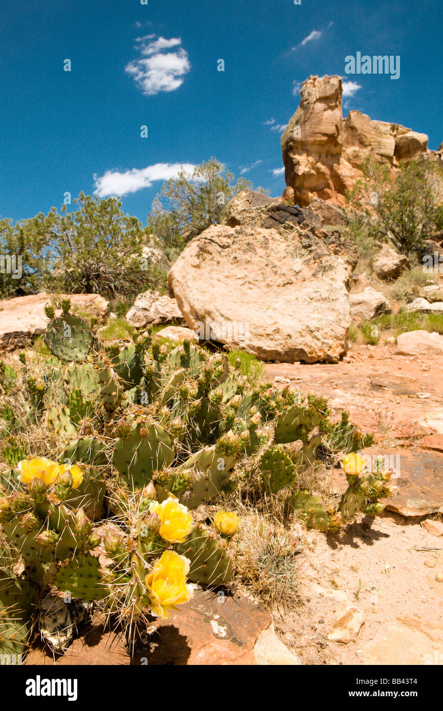 Opuntia phaeacantha, Prickly Pear Cactus,family Cactaceae in the foreground, Canyons of the Ancients National Monument, Colorado Stock Photo