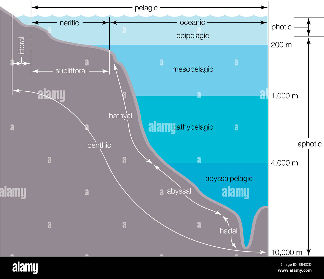 Zonation of the ocean. Note that in the littoral zone the water is at the high-tide mark. Stock Photo