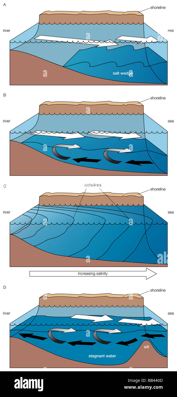 Four main types of estuaries: A) salt wedge estuary, B) partially mixed estuary, C) vertically homogeneous estuary, D) fjord. Stock Photo