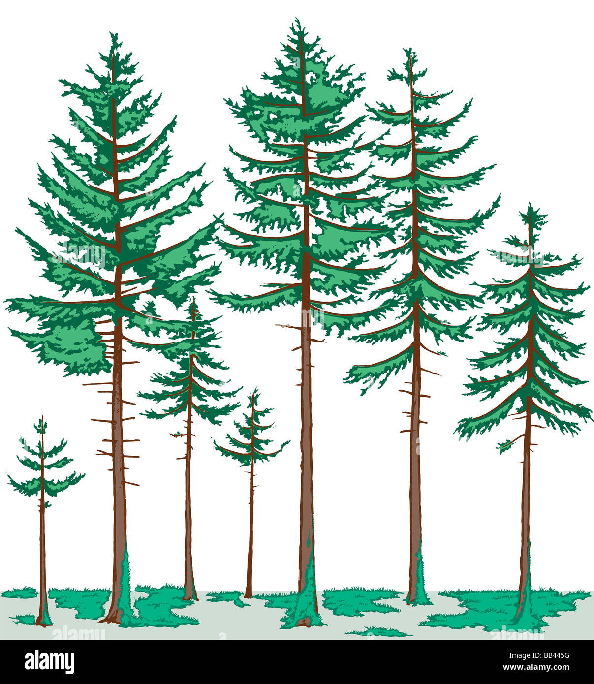 Vegetation profile of a boreal forest. The tree layer consists mainly of conifers, and mosses are the predominant ground cover. Stock Photo