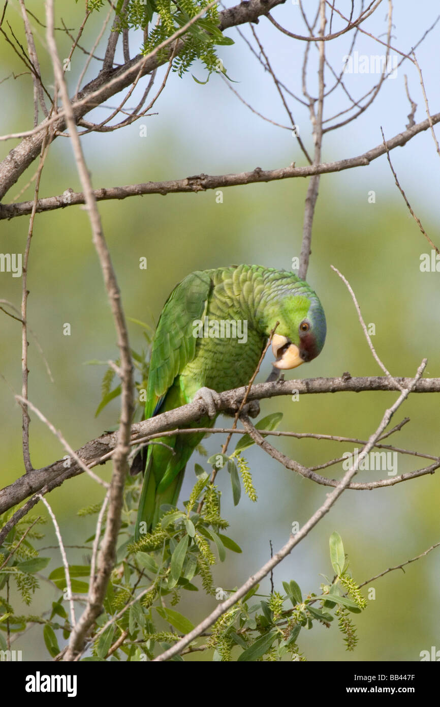 USA - California - San Diego County - Lilac-crowned Parrot Stock Photo