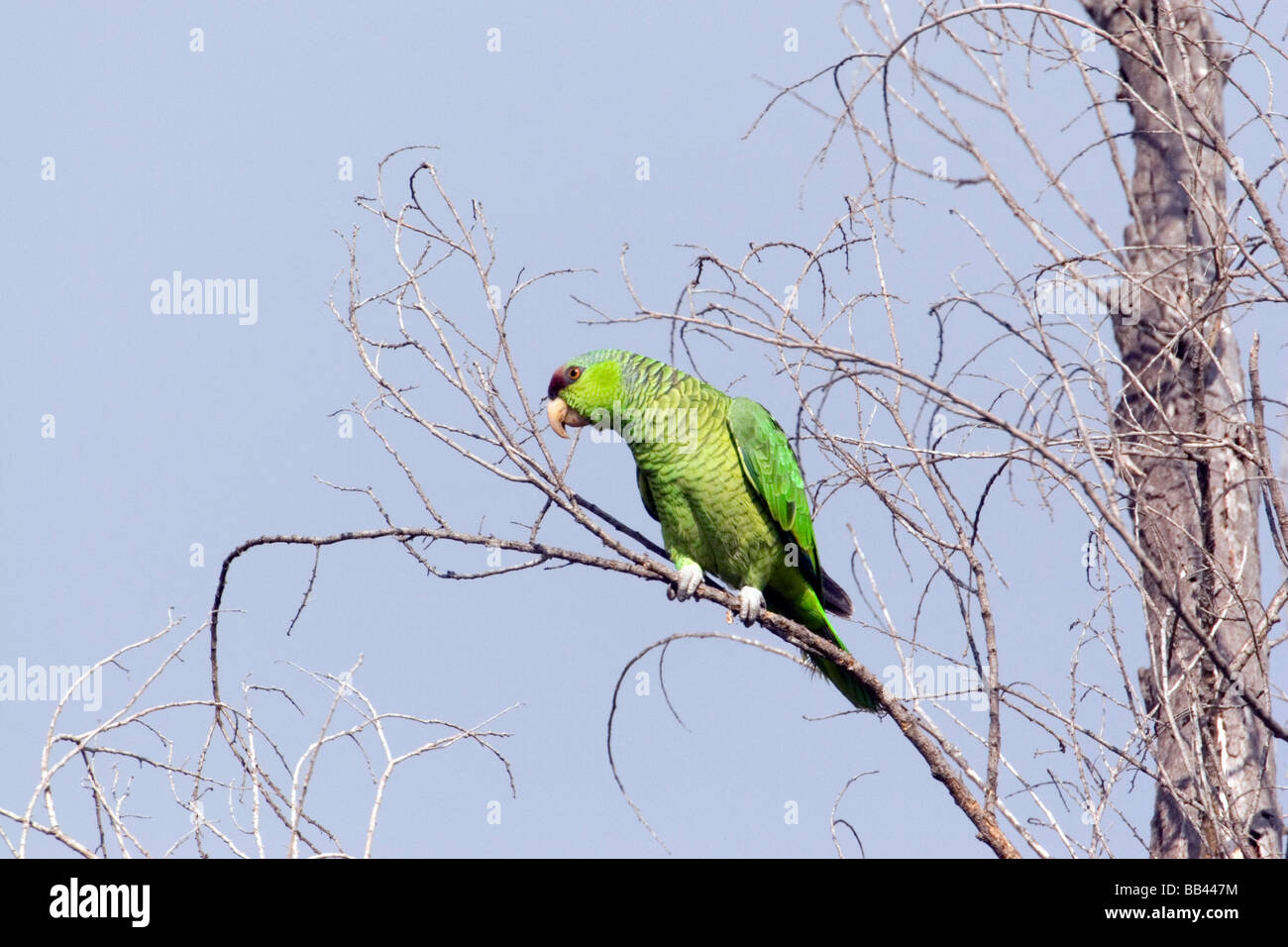 USA - California - San Diego County - Lilac-crowned Parrot Stock Photo