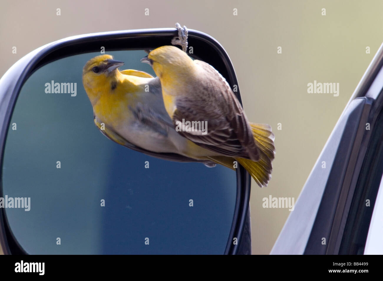 USA - California - San Diego County - female Bullock's Oriole looking into car's side mirror Stock Photo