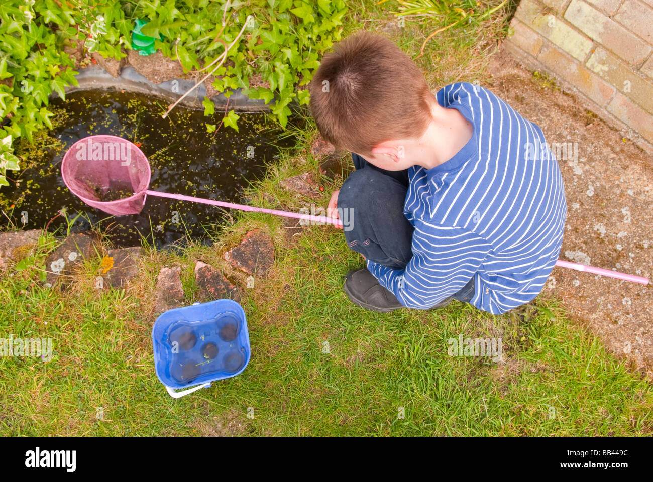 A view looking down on a young boy catching newts and fish with his fishing  net in a small uk garden pond Stock Photo - Alamy
