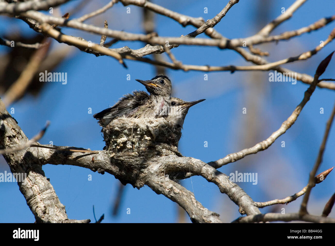 USA - California - San Diego County - baby hummingbirds in nest Stock