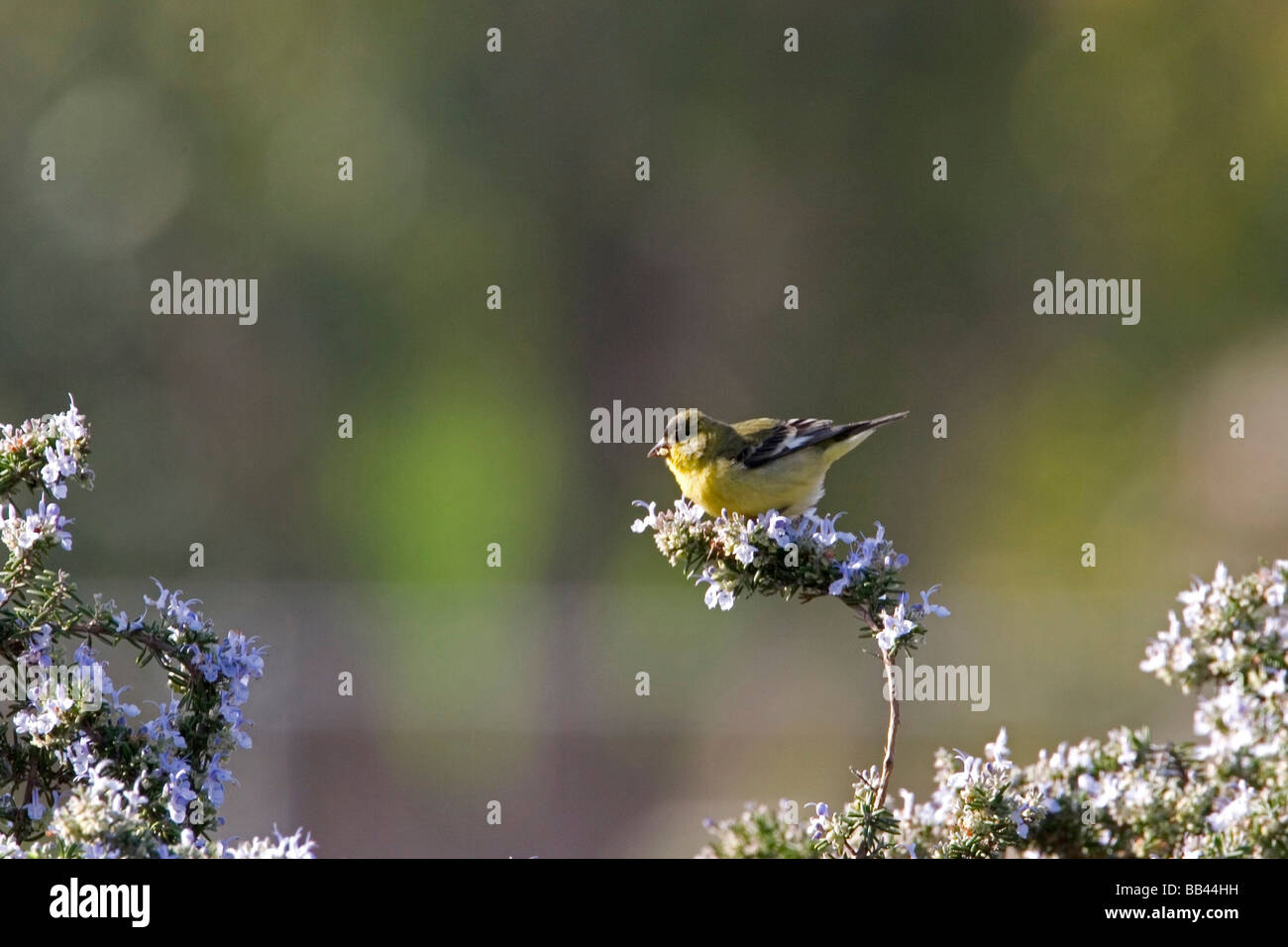USA - California - San Diego - Lesser Goldfinch Stock Photo - Alamy