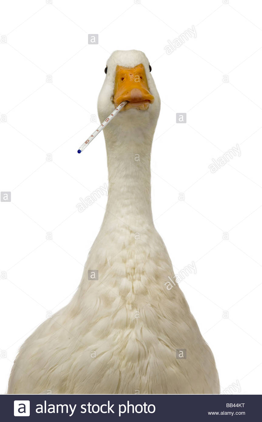 duck thermometer