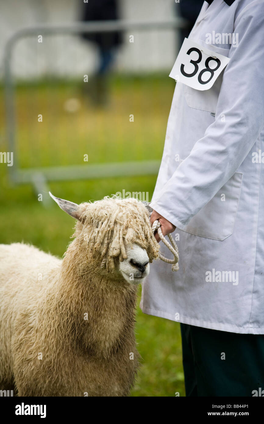 Cotswold Lion sheep & owner lined up for judging at a rural farm show