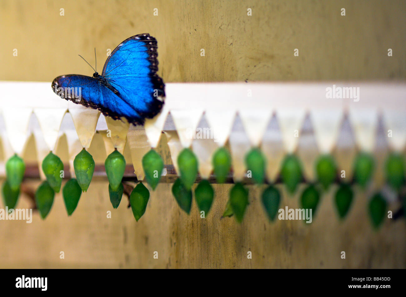 A Blue Morpho butterfly and pupae at a preserve in Belize, Central America Stock Photo Alamy