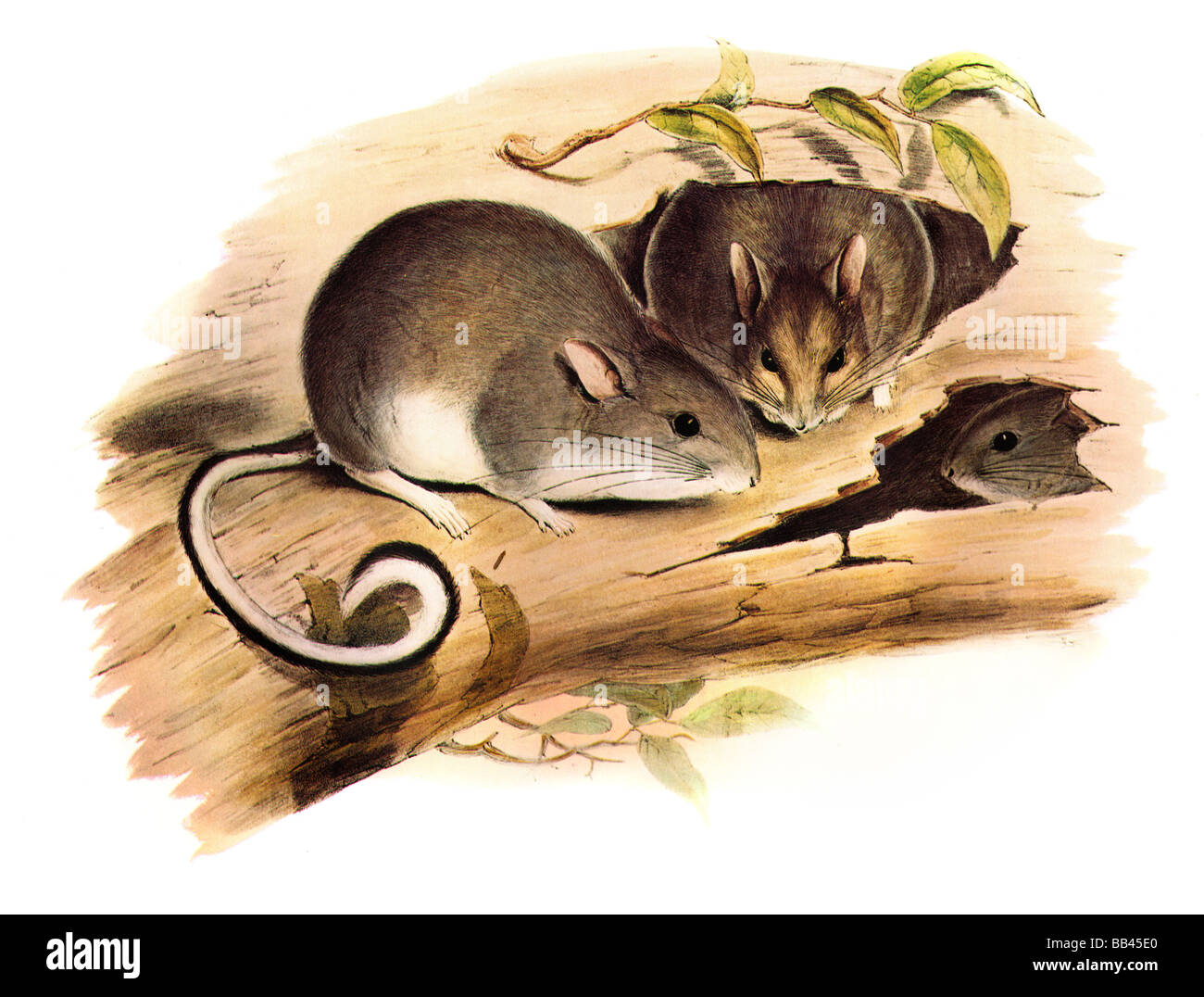 Illustration of the extinct species of the australian White-footed Rabbit-rat (Conilurus albipes) Stock Photo