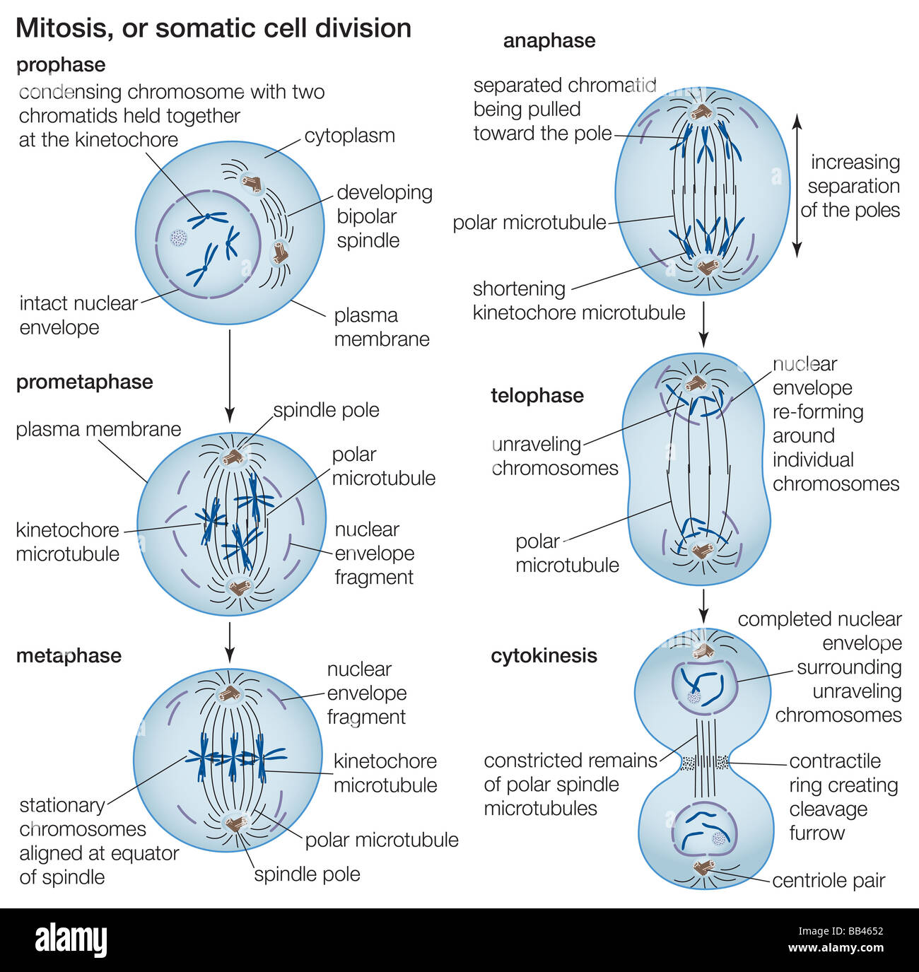 mitosis stages diagram