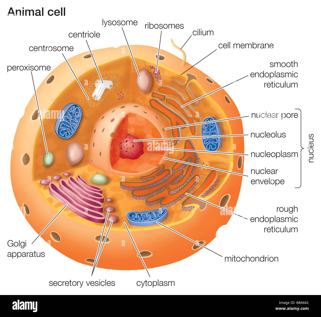 how to draw a cell