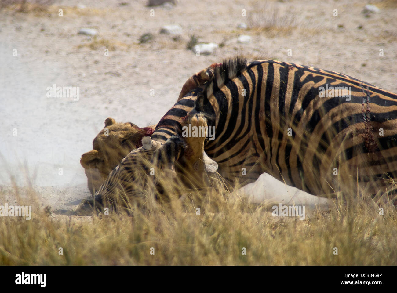 Lioness (Panthera leo) killing zebra (Equus quagga) at Salvadora waterhole, Etosha National Parl, Namibia Stock Photo