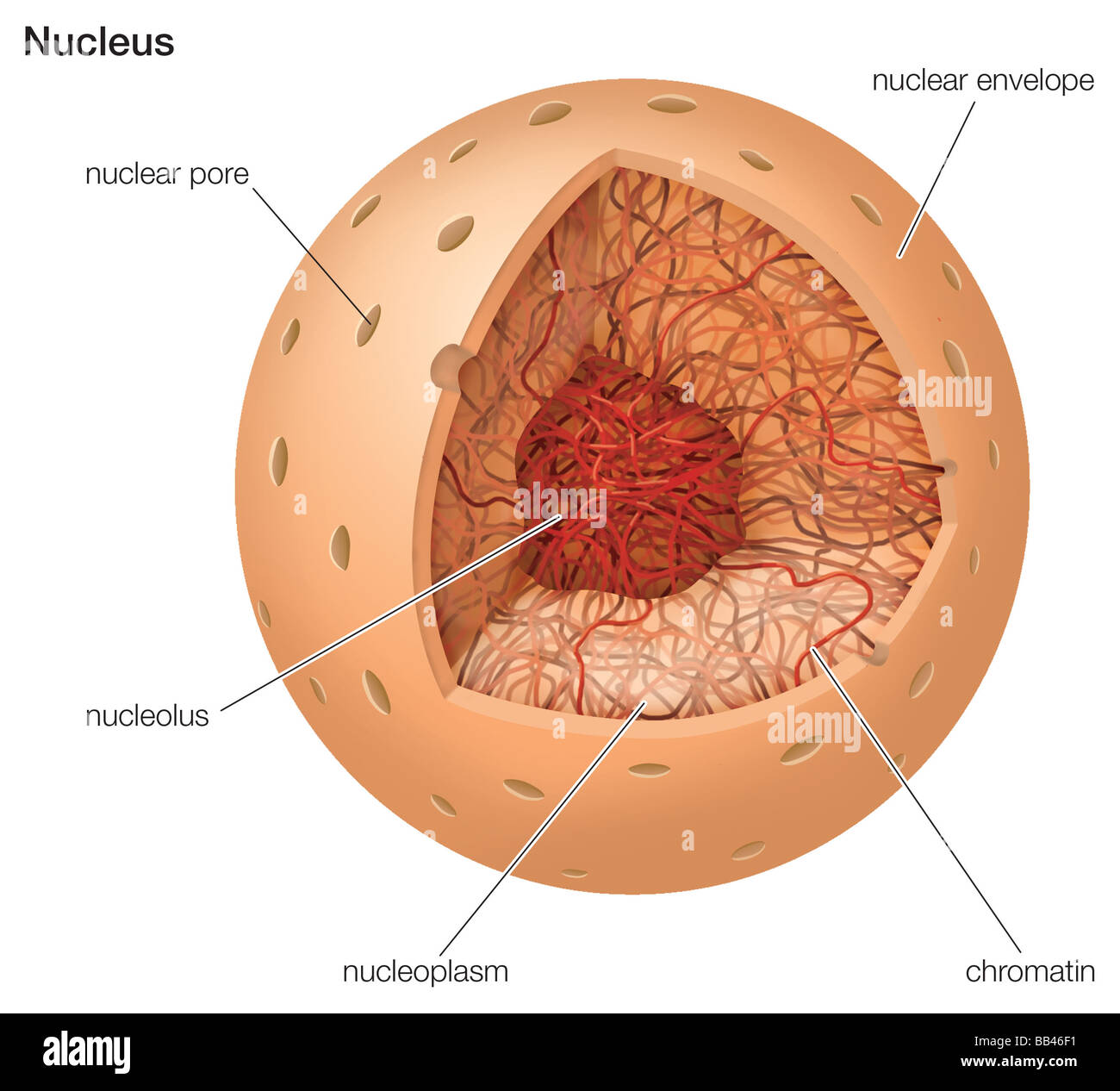 Cutaway drawing of a nucleus. Stock Photo