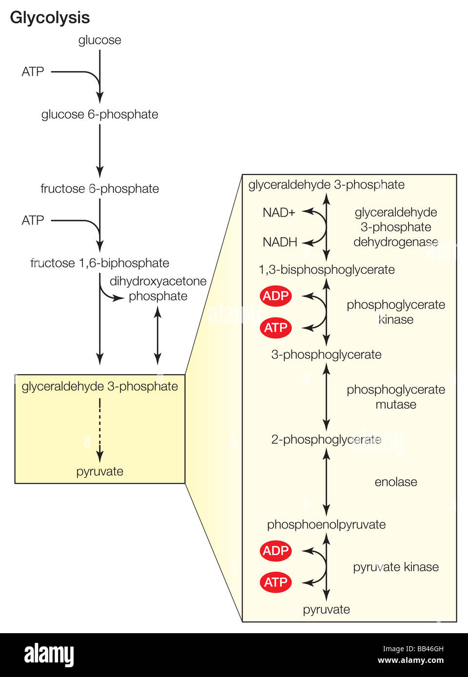 Glycolysis, the dissolution of sugar, is carried out in the cytoplasm of cells. Stock Photo