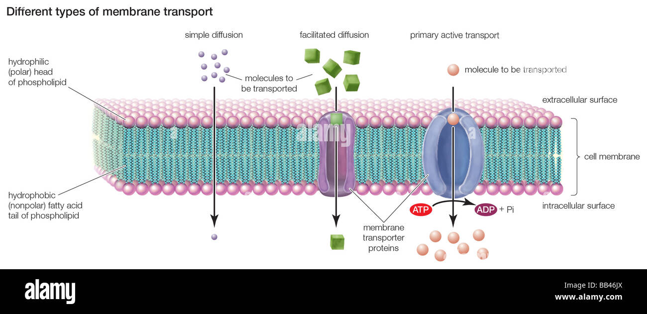 Types of transport across the cell membrane include simple diffusion, facilitated diffusion, and primary active transport. Stock Photo