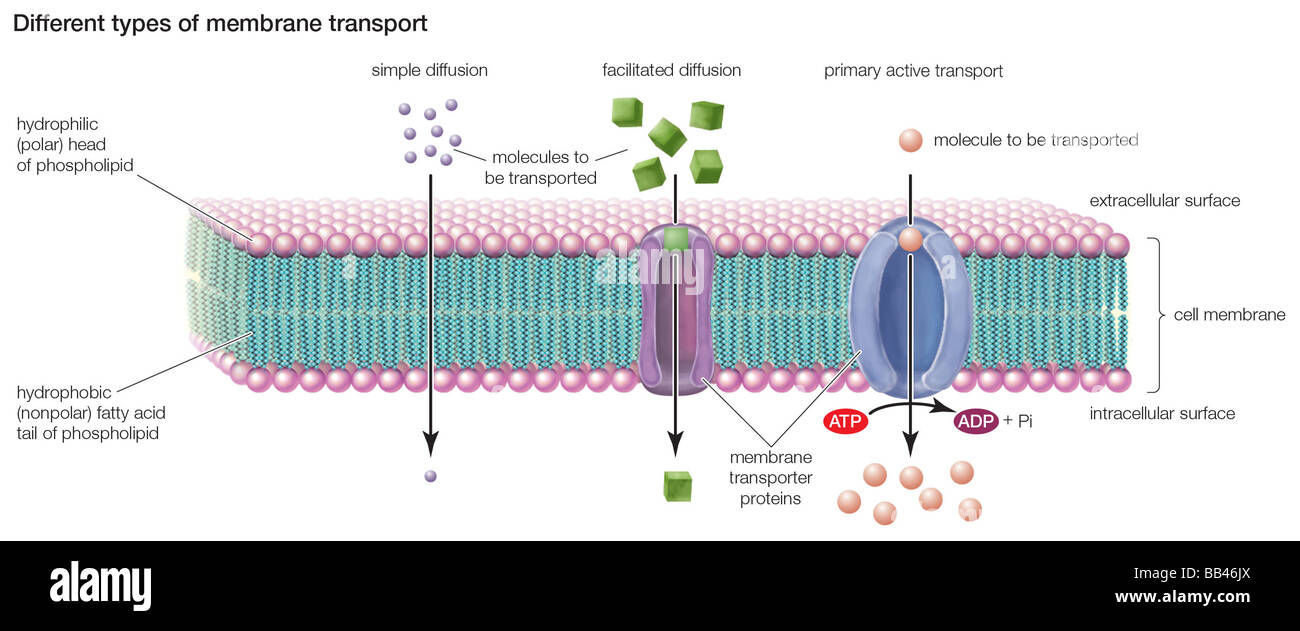 Types of transport across the cell membrane include simple diffusion,  facilitated diffusion, and primary active transport Stock Photo - Alamy