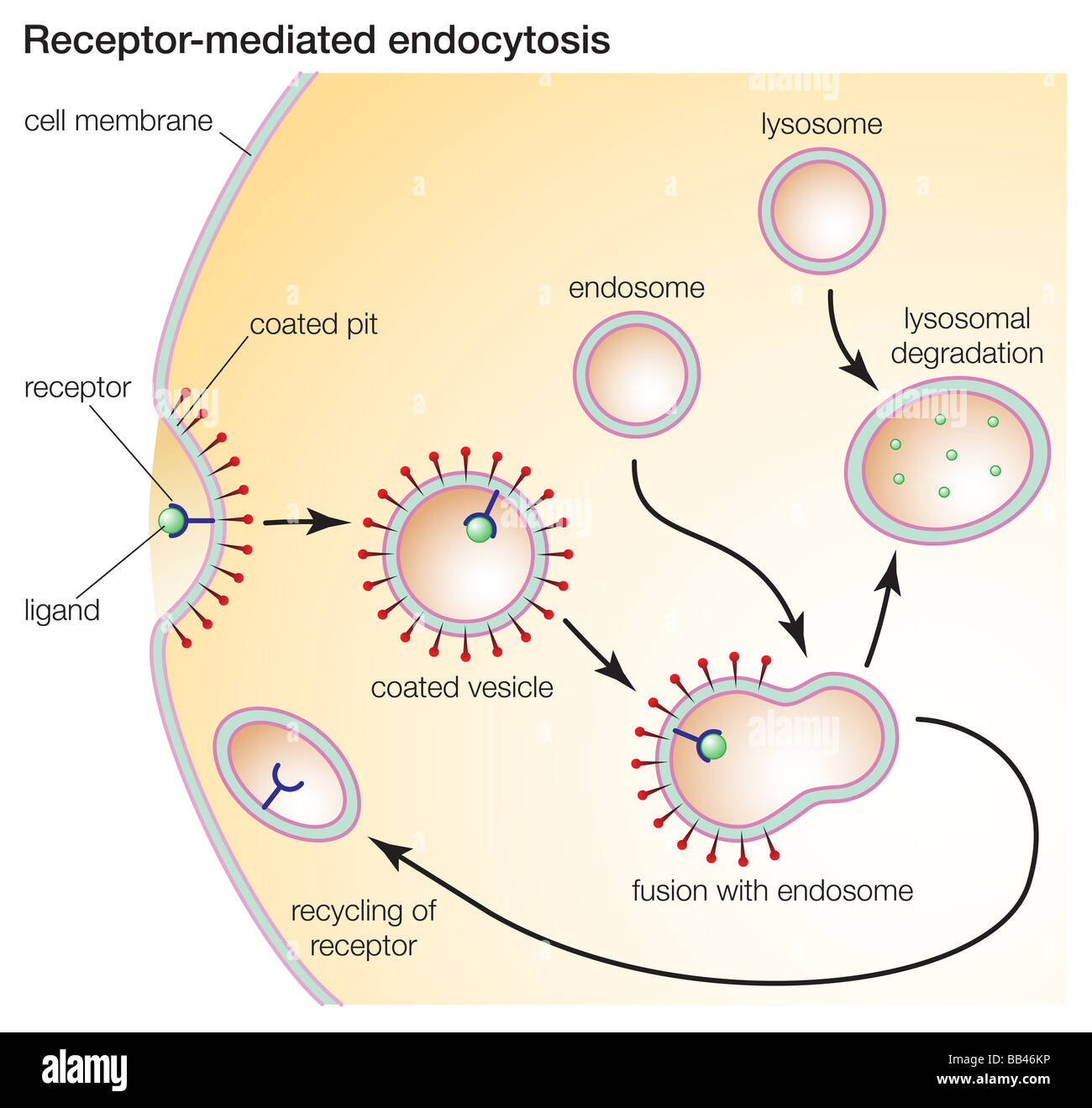 Receptor-mediated endocytosis enables cells to ingest molecules such as protein that are necessary for normal cell functioning. Stock Photo