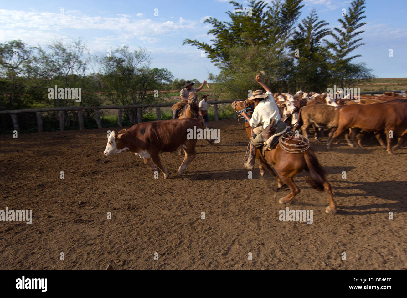 Gauchos Work With Cattle On Estancia Ibera Esteros Del Ibera Stock