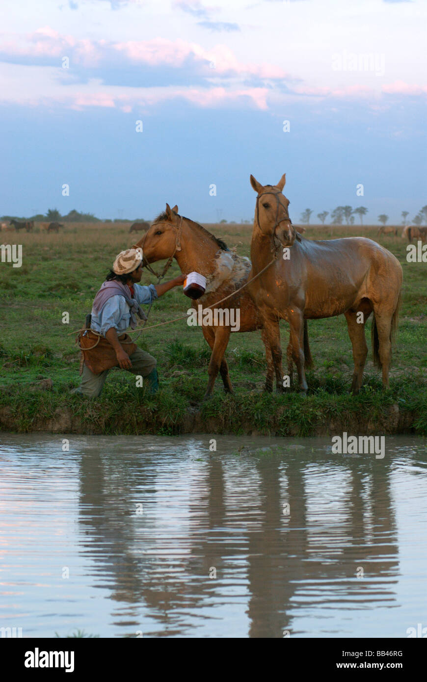 Gauchos cool off their horses with water from a pond after a hard day workiing with cattle at Estancia Ibera, Esteros del Ibera, Stock Photo