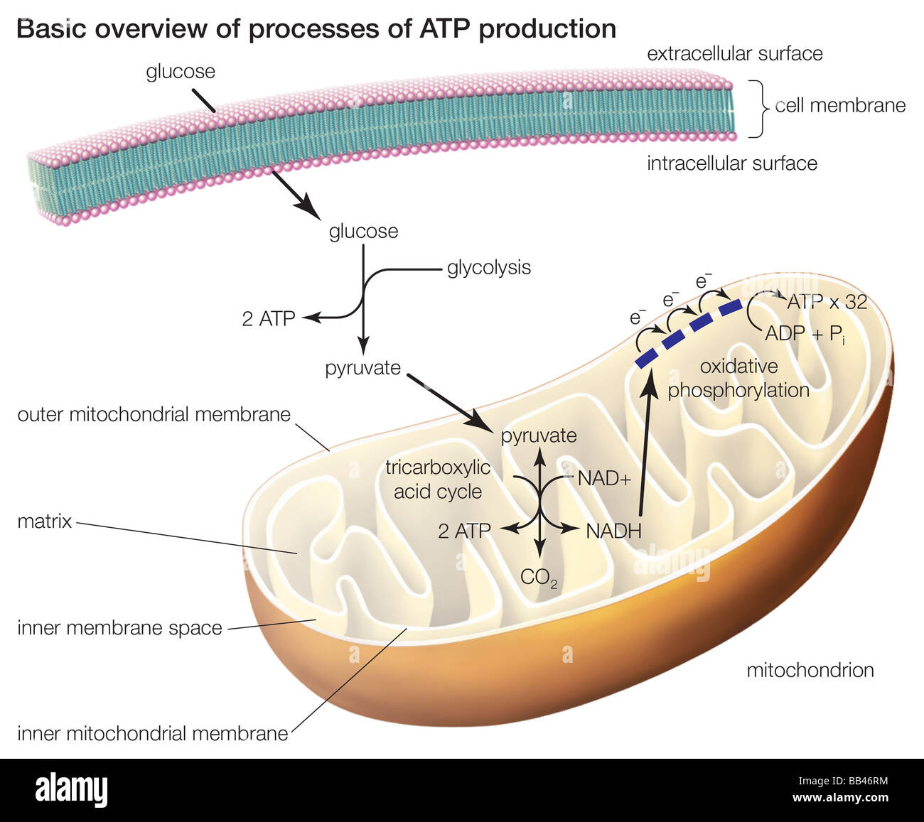 The three processes of ATP production include glycolysis, the tricarboxylic acid cycle, and oxidative phosphorylation. Stock Photo