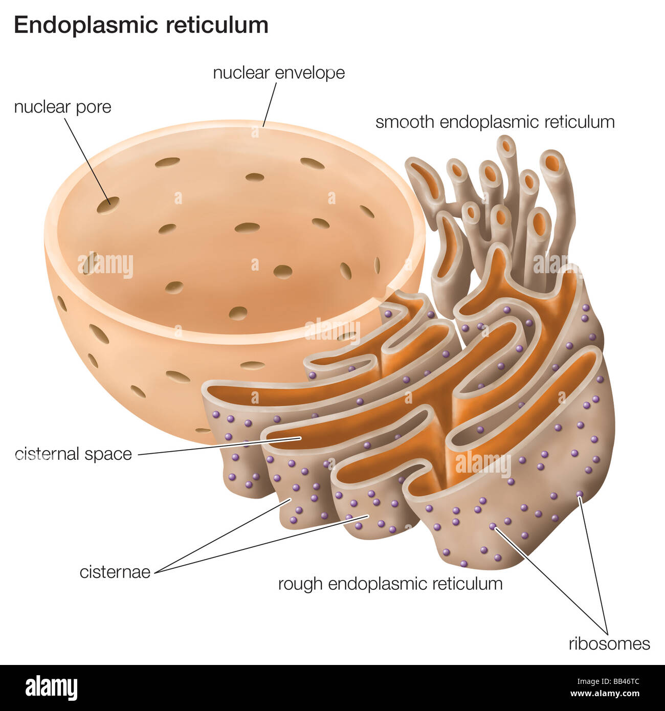 The endoplasmic reticulum plays an important role in the biosynthesis, processing, and transport of proteins and lipids. Stock Photo