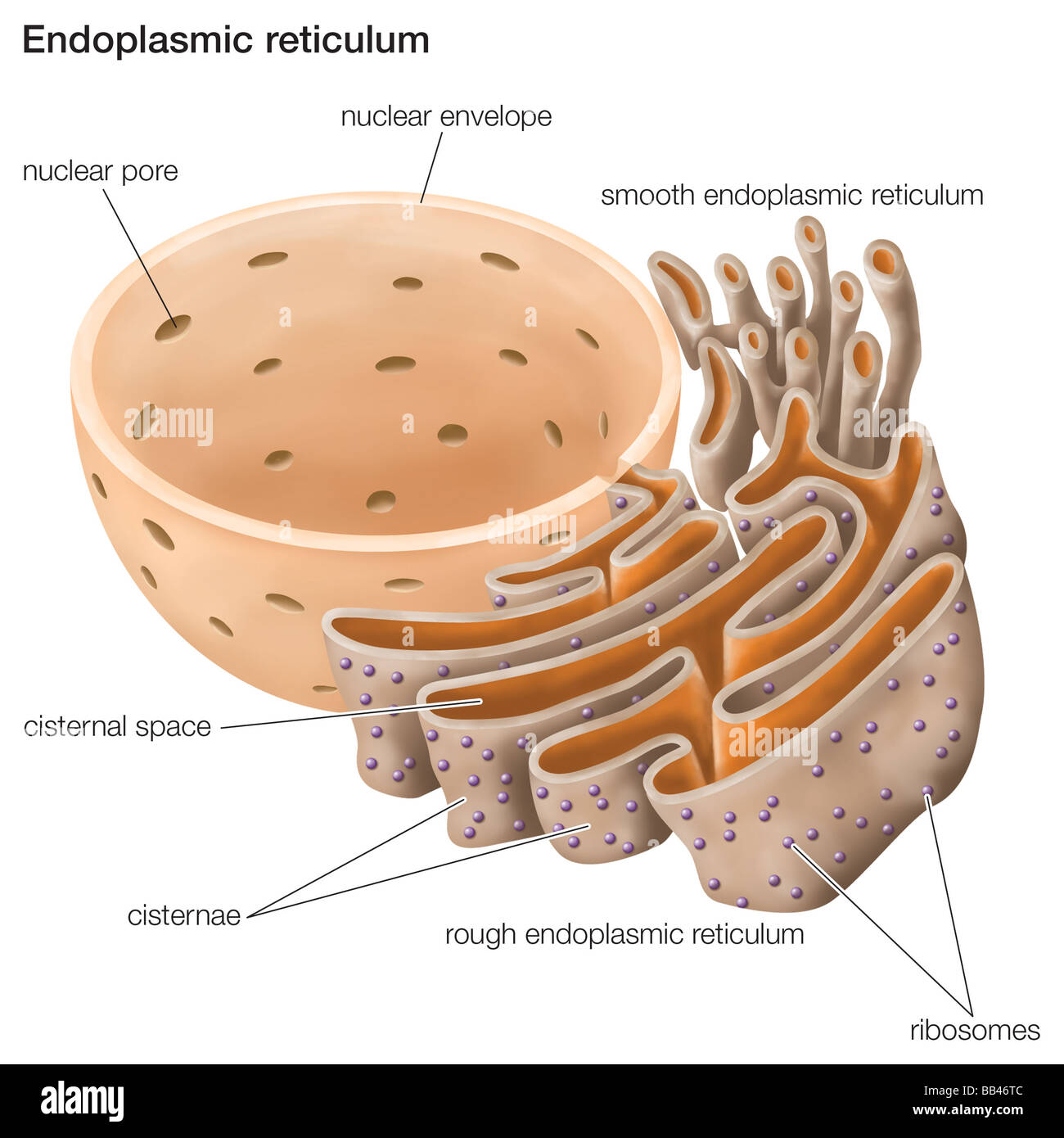 the endoplasmic reticulum plays an important role in the endoplasmic reticulum