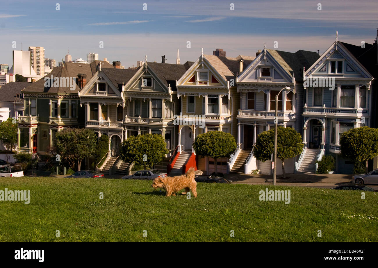 San francisco famous victorian houses called the 5 sisterswith a dog on