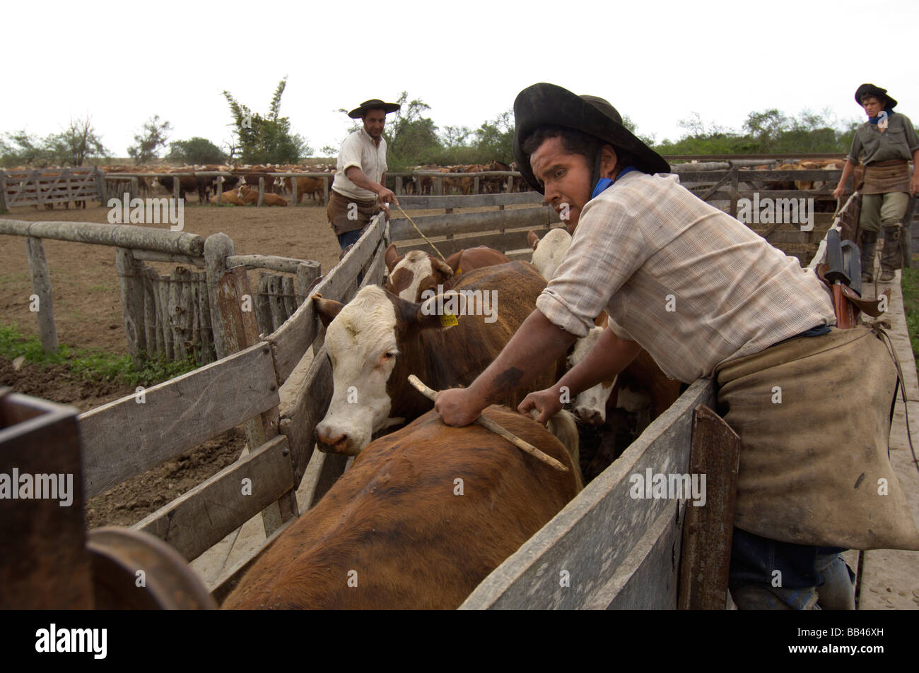 Gauchos Work With Cattle At Estancia Ibera Esteros Del Ibera Stock