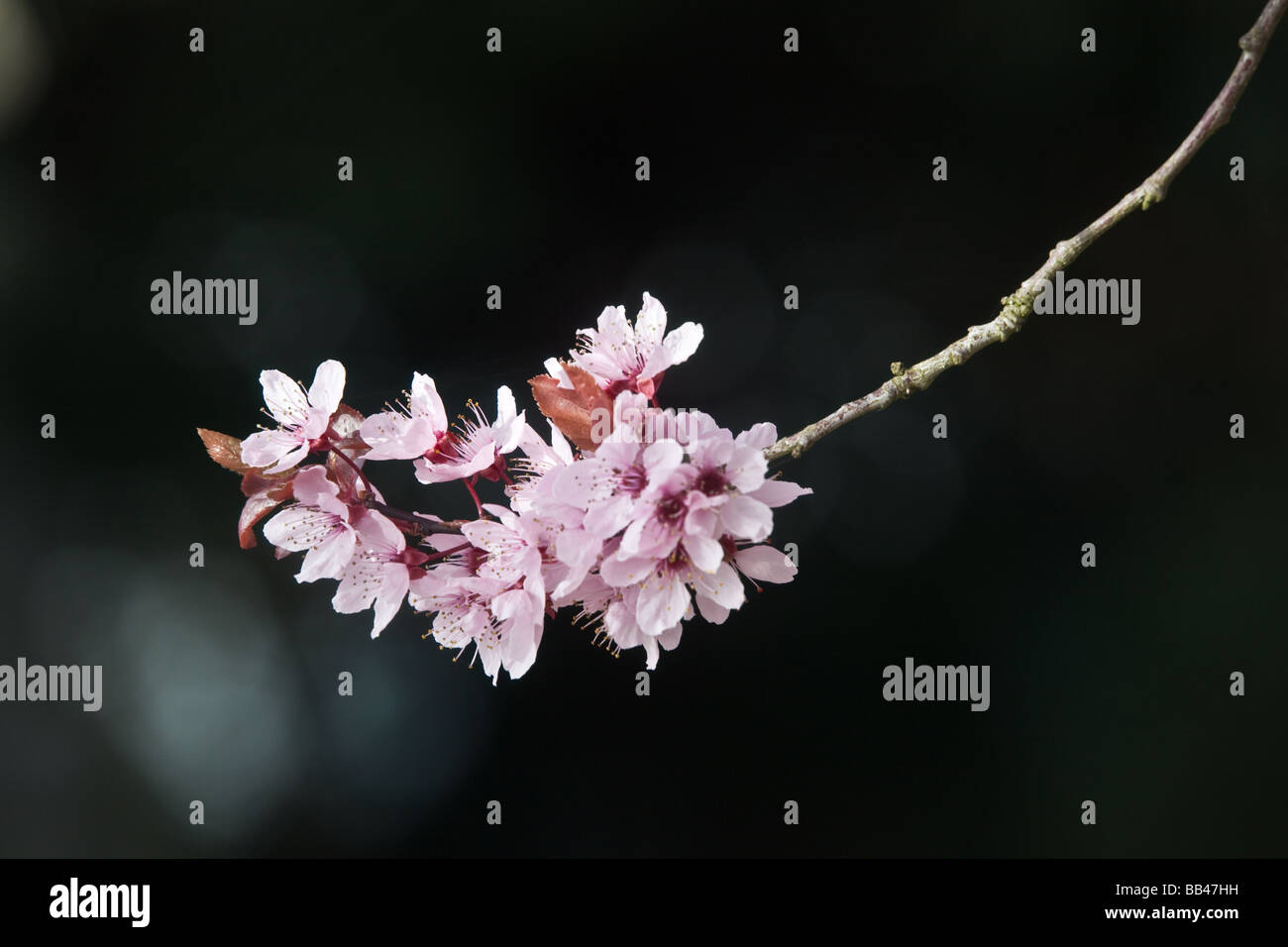 Ornamental cherry Prunus Stock Photo