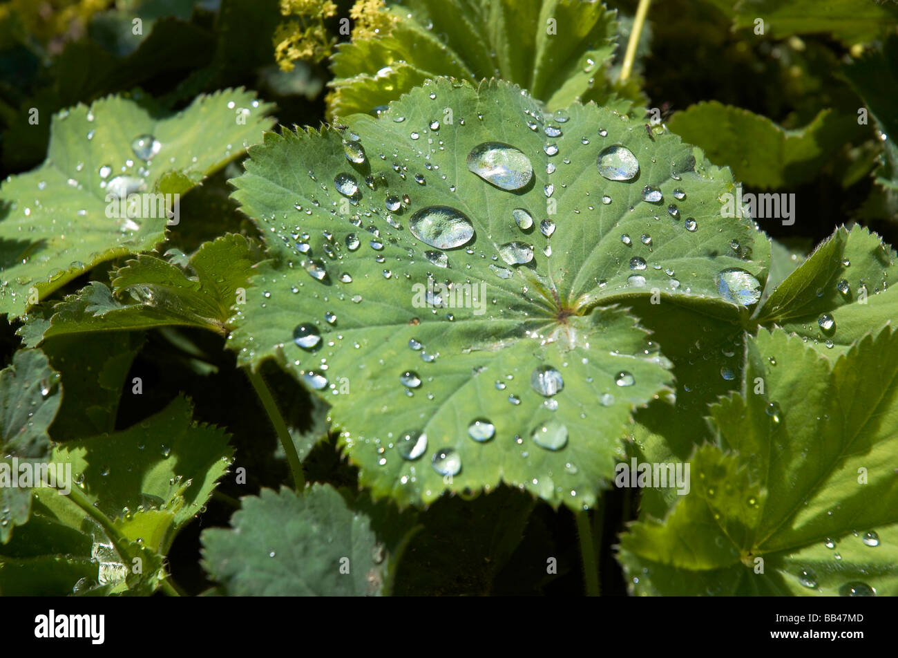 Lady mantle hi-res stock photography and images - Alamy